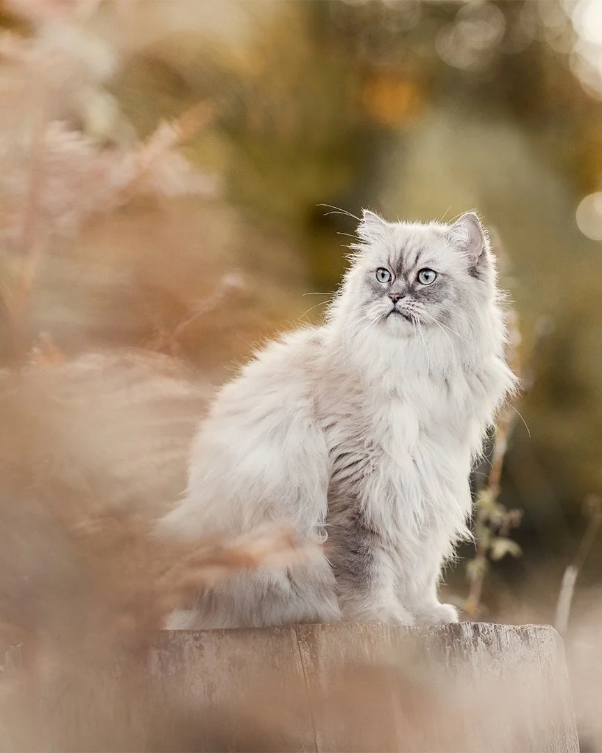Manchmal flattern Anfragen in mein Postfach, von denen ich erst mal ganz ungl&auml;ubig bin, dass das wirklich eine echte Anfrage ist. Anfragen, die einfach zu gut klingen um wahr zu sein! 
Jennifers Anfrage, in der sie mir von ihrem Damon erz&auml;h