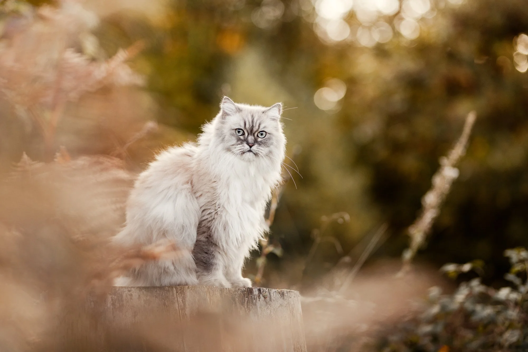 Mit Kater Damon unterwegs im Taunus - Katzenfotografie