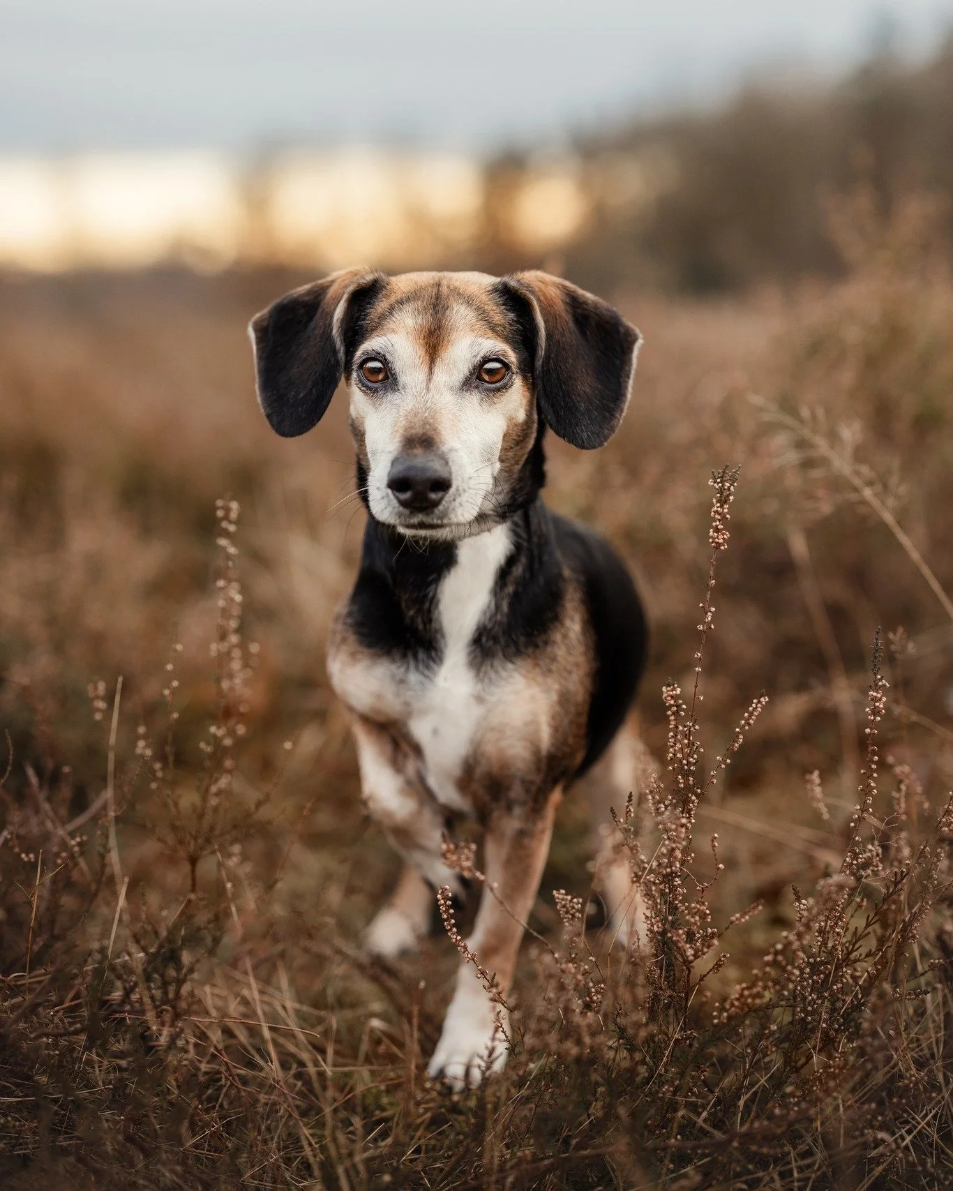 Die kleine Angie ganz gro&szlig; 🫶🏻
Alle unsere Hunde sind individuell und in ihren Bed&uuml;rfnissen, aber auch in ihrem Ausdrucksverhalten ganz unterschiedlich. Ich gebe mir bei jedem Fotoshooting die gr&ouml;&szlig;te M&uuml;he, sie so darzustel