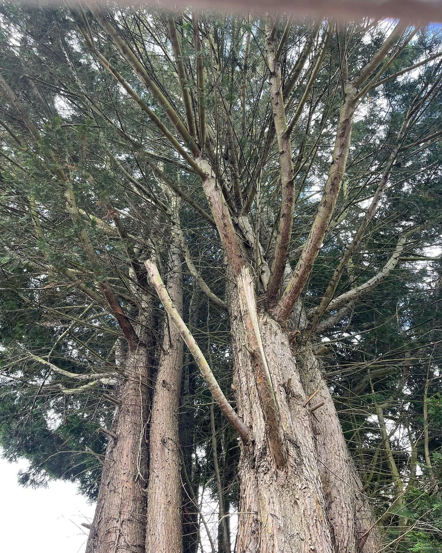 One of Luton's largest Leylandii Conifer removals