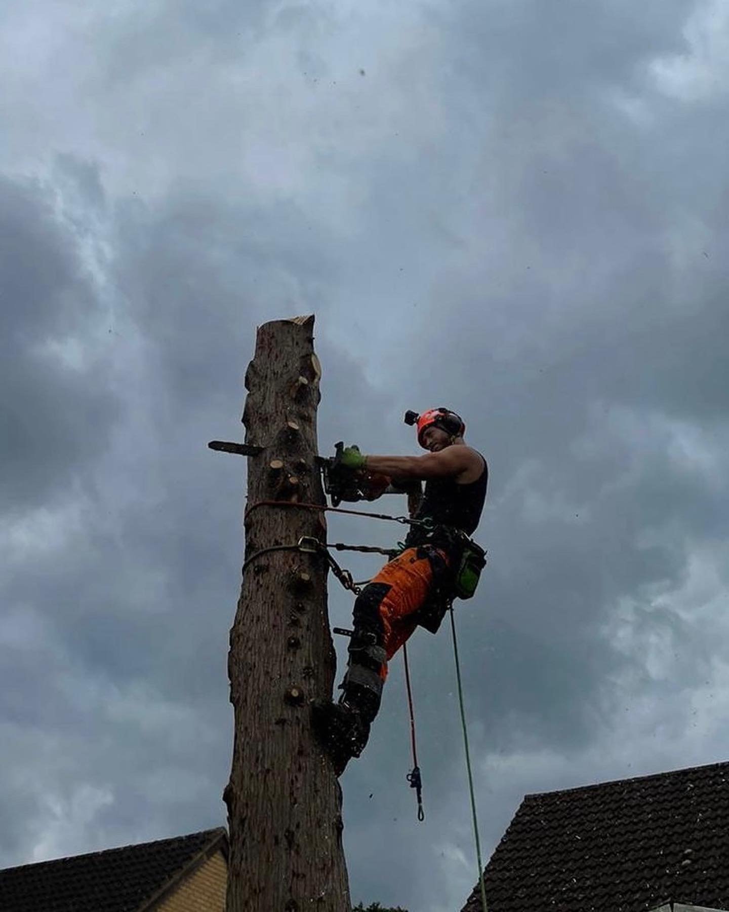 Tricky Conifer removal with no drop zone.
