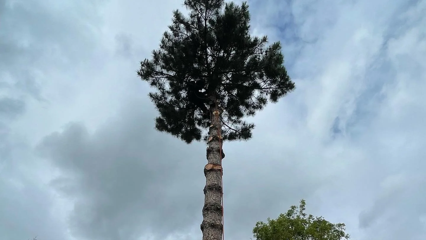 Pine Tree removal in Northampton.