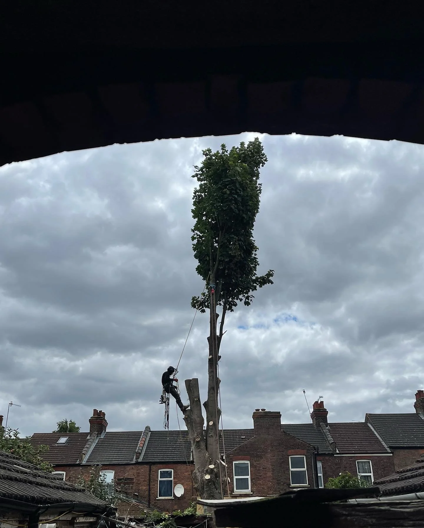 Black Maple removal in Luton.