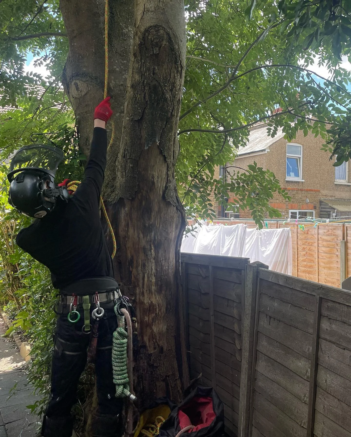 Burnt Ash tree removal in London.