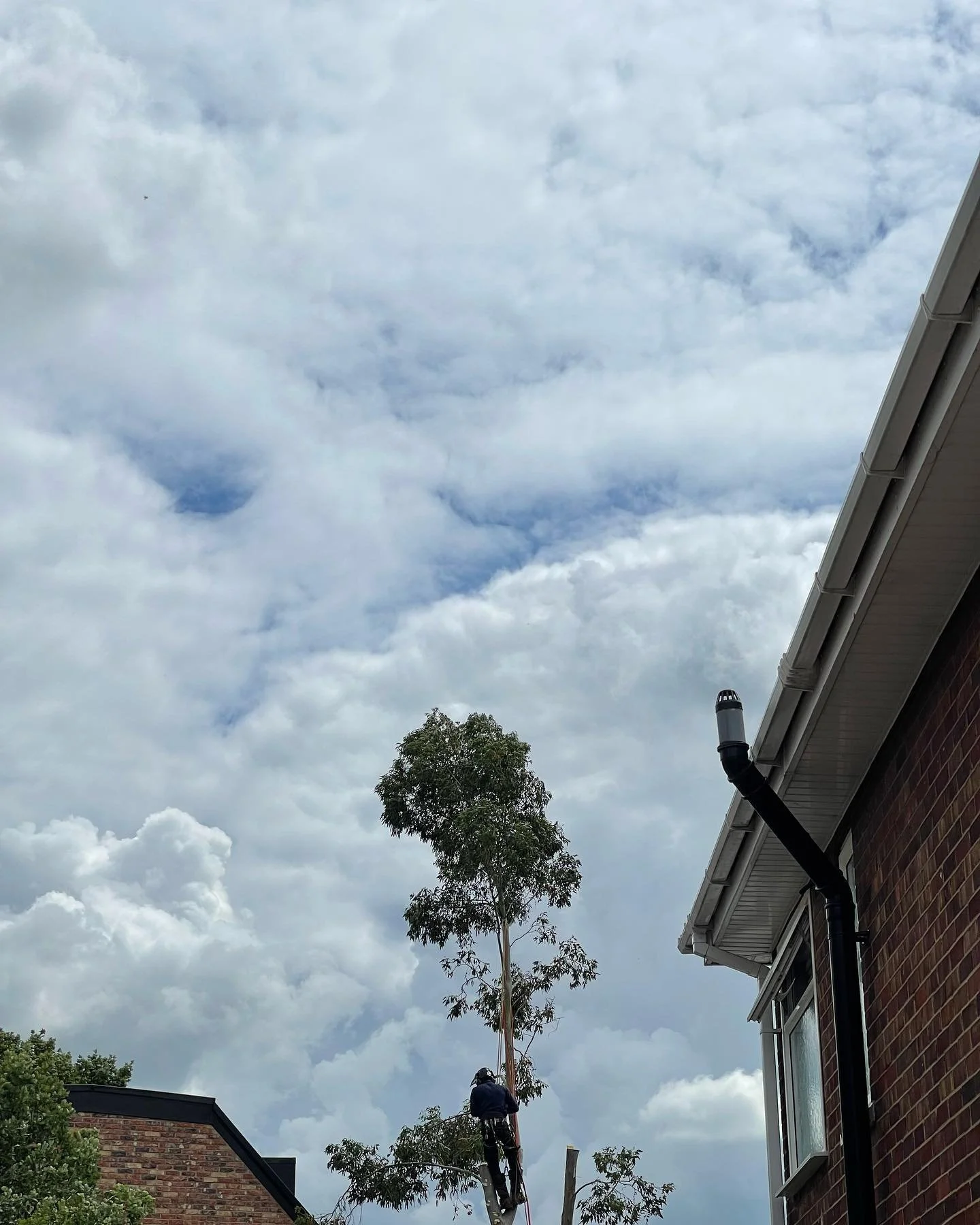 Emergency Eucalyptus removal.