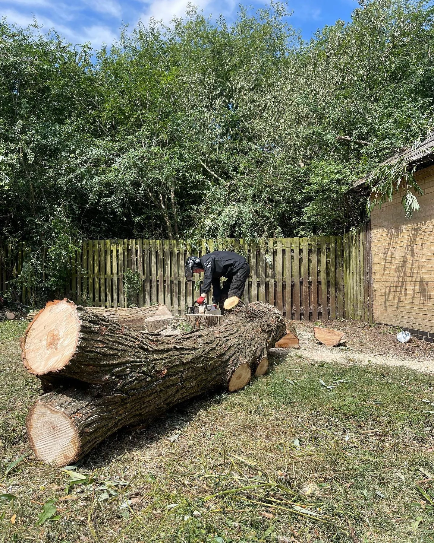 Crack Willow Removal