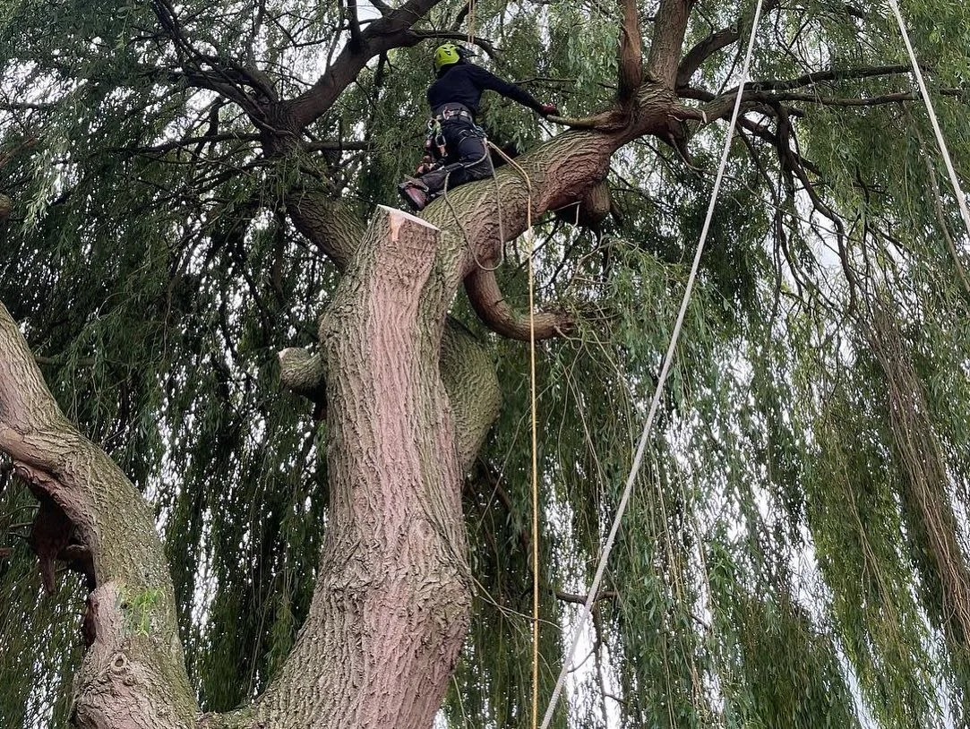 HUGE Willow take down!