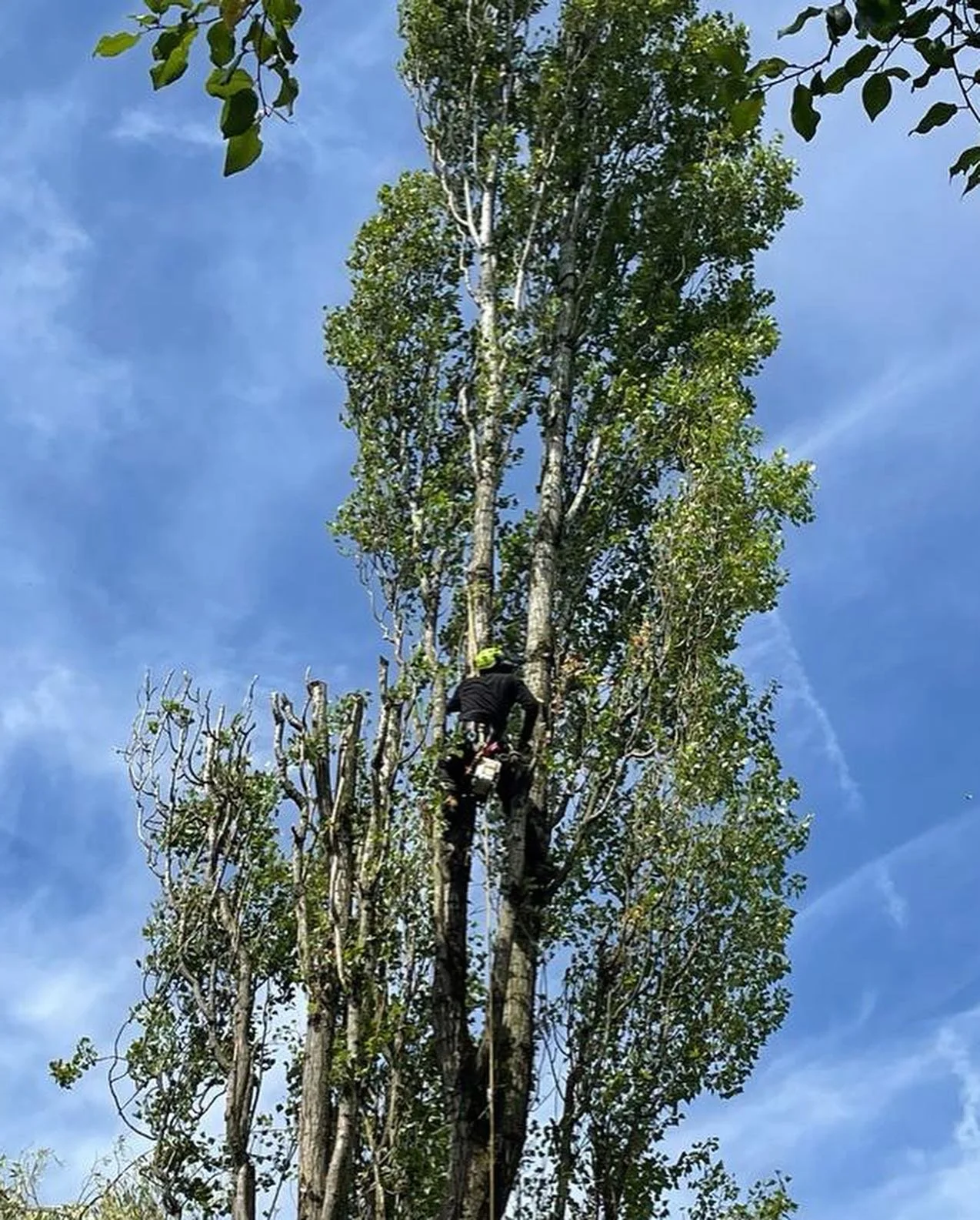 Lombardy Poplar reduction.