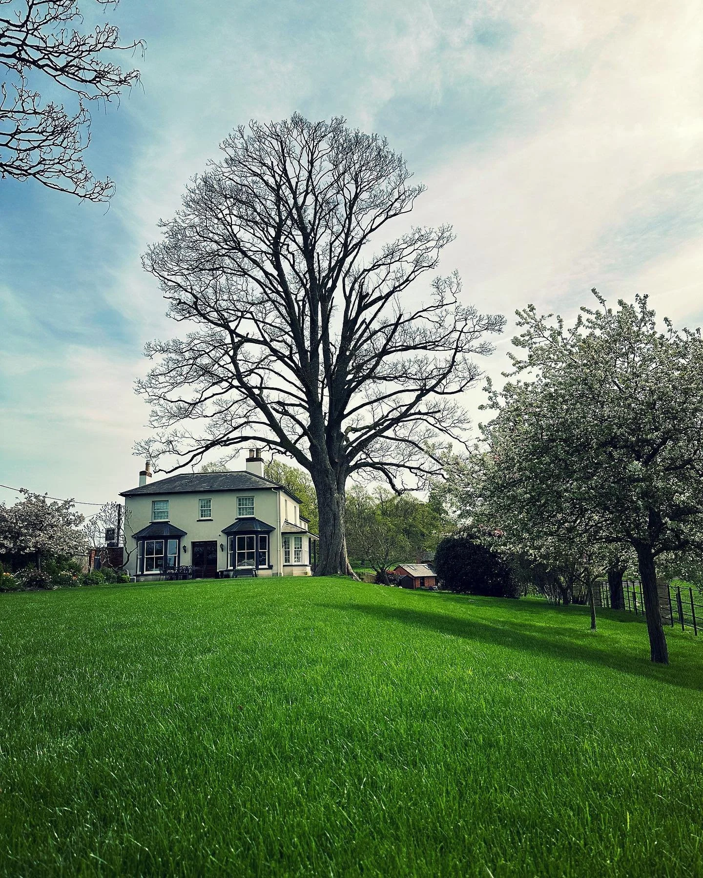 XL Sycamore reduction completed in Calverton 🌳