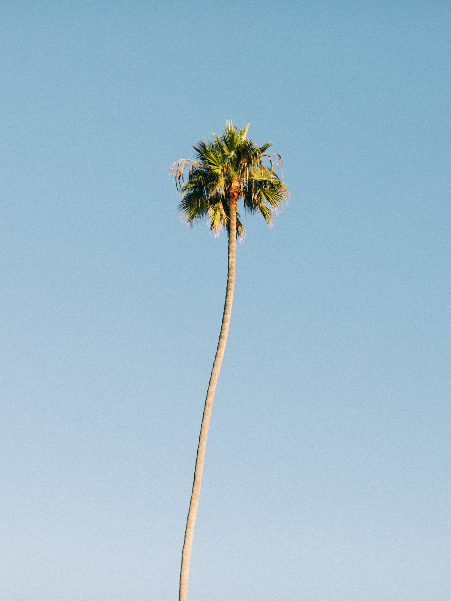 Sunn Palm.jpeg