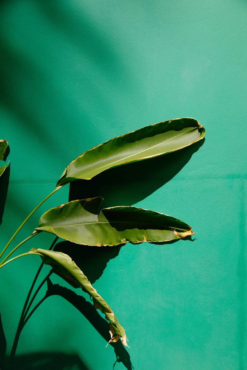 Emerald Palms - Framed 24x34  Den10studio  Art for Your Lifestyle