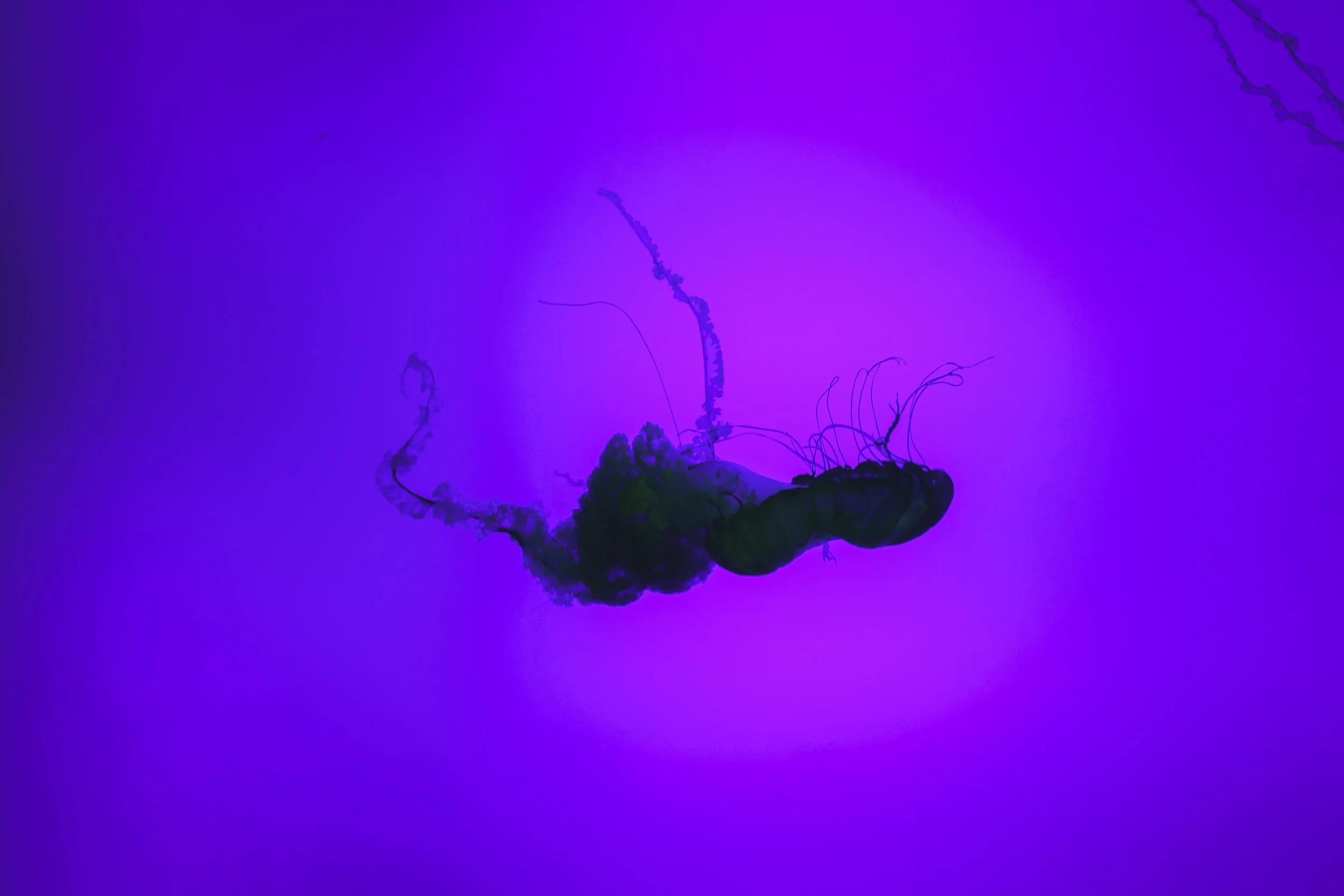 JYSP3549.jpg