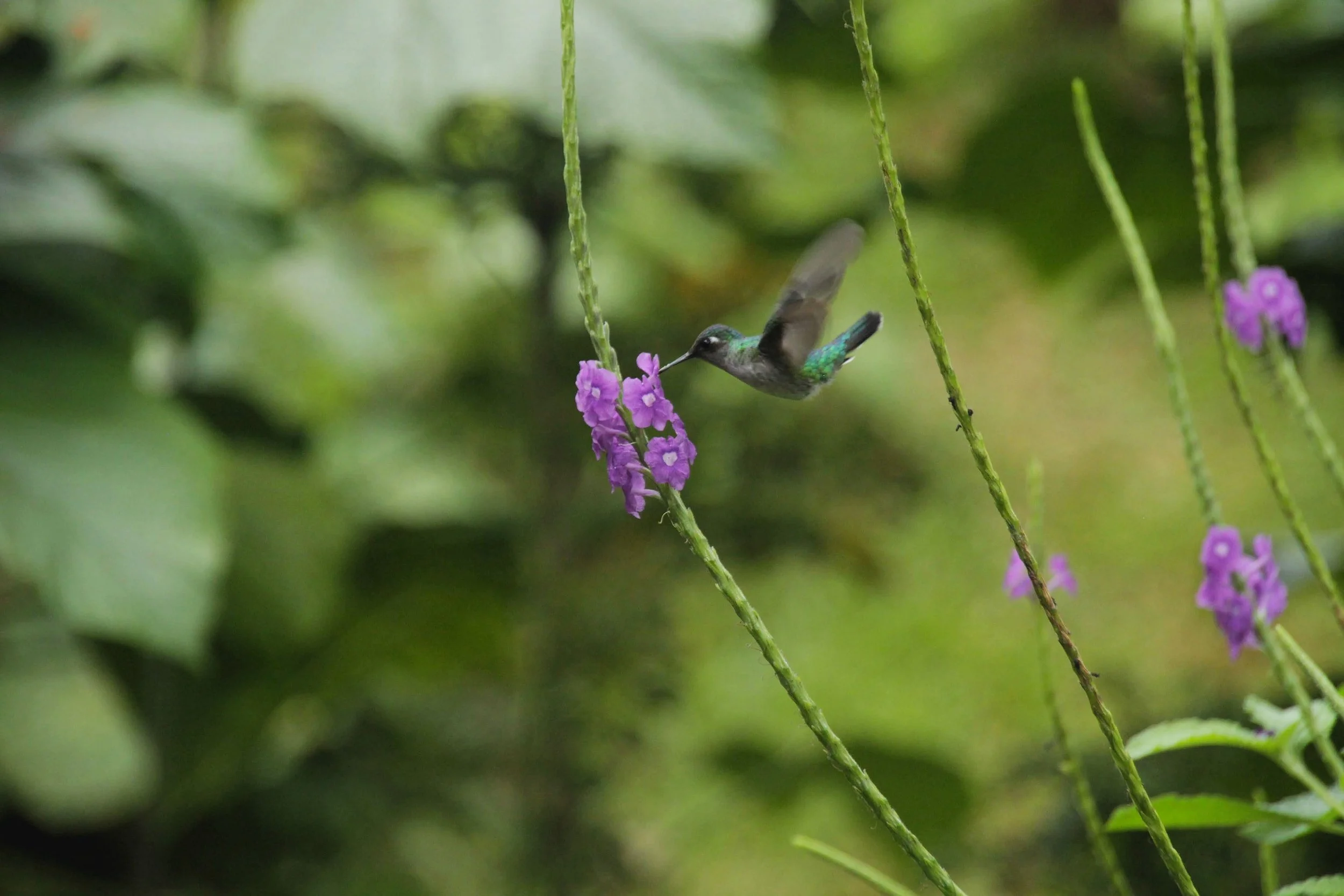 IMG_8656-01.jpeg