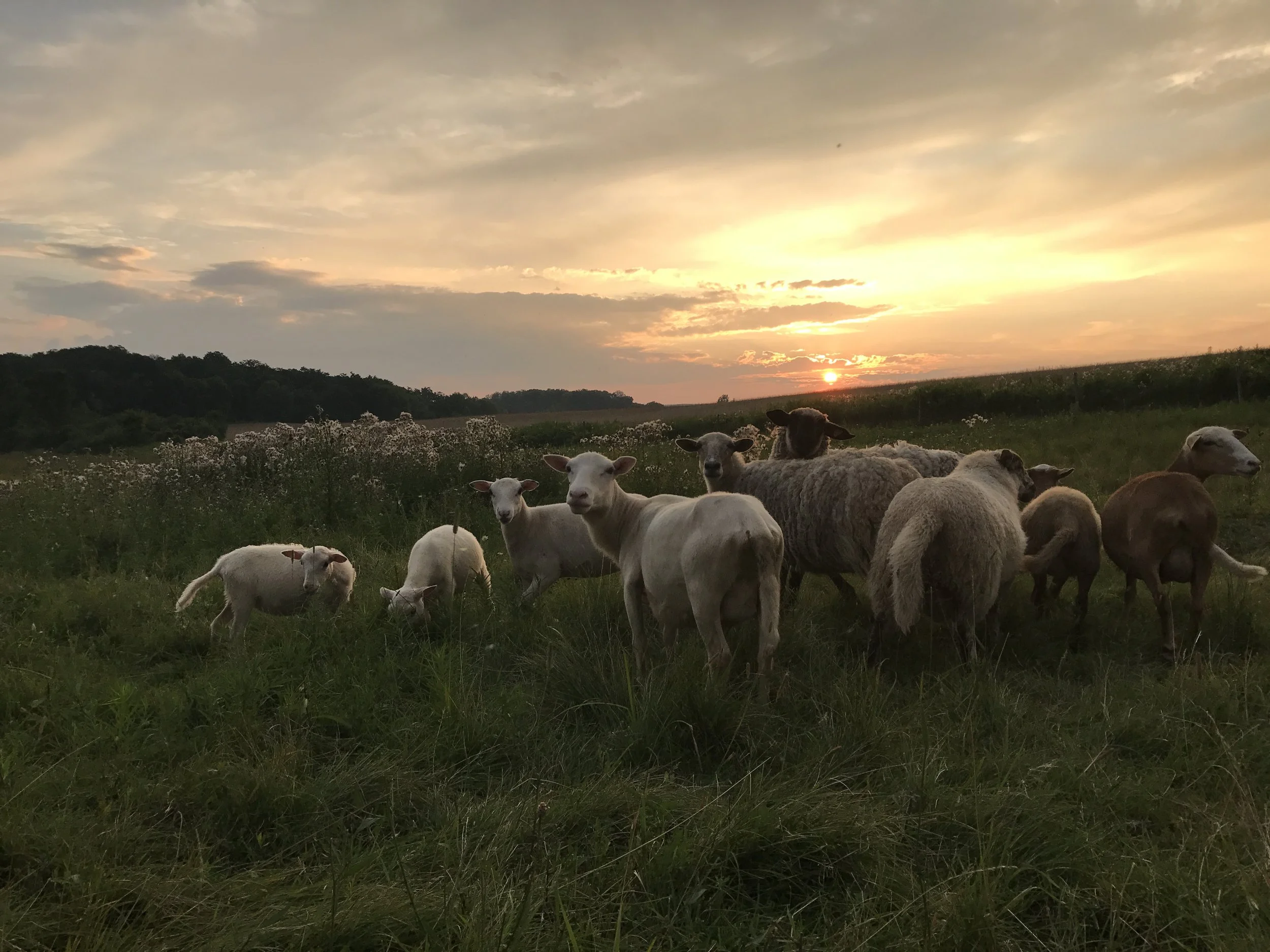 sheep2.JPG