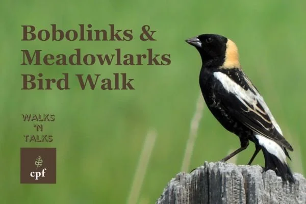 Bobolinks and Meadowlarks Birding Walk