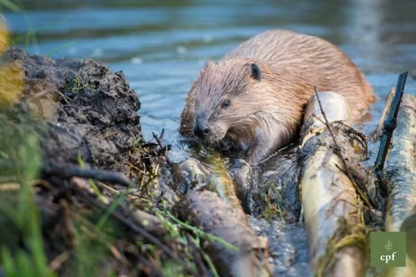 The Willow Patch Beaver