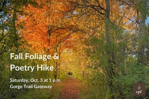 Trail through woods with bright fall foliage