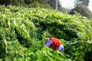 Man working in Japanese knotweed thicket.