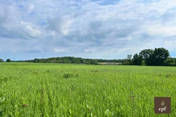 Large green meadow planted with oats.
