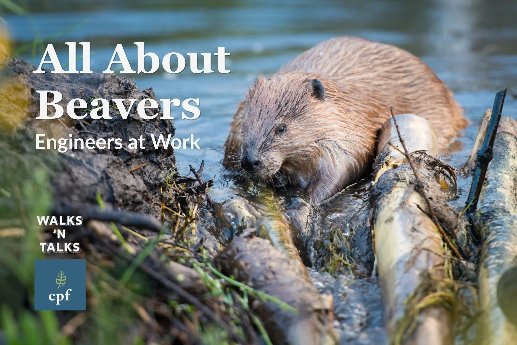 Beaver working on a dam