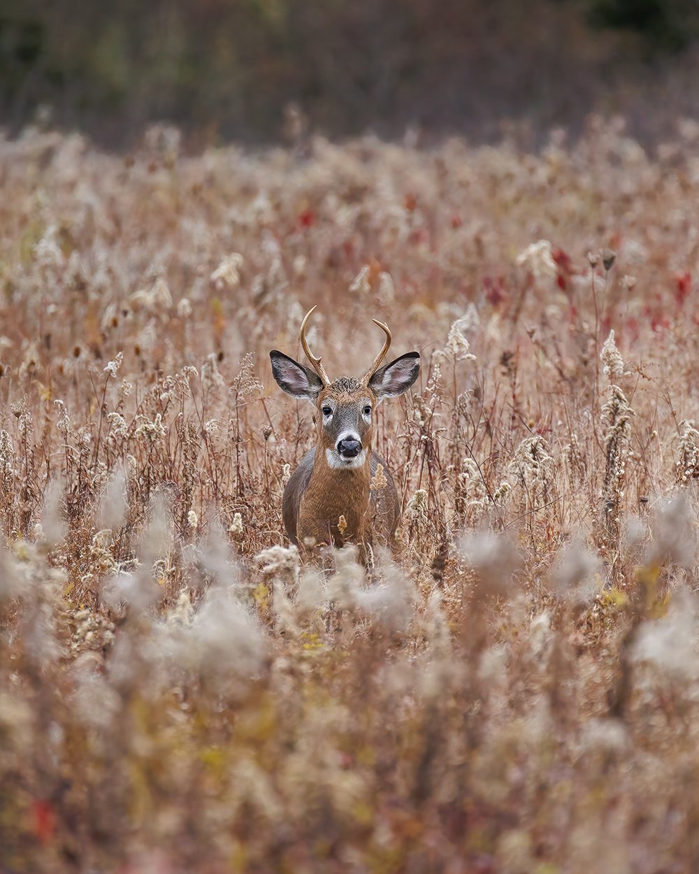 Field Buck