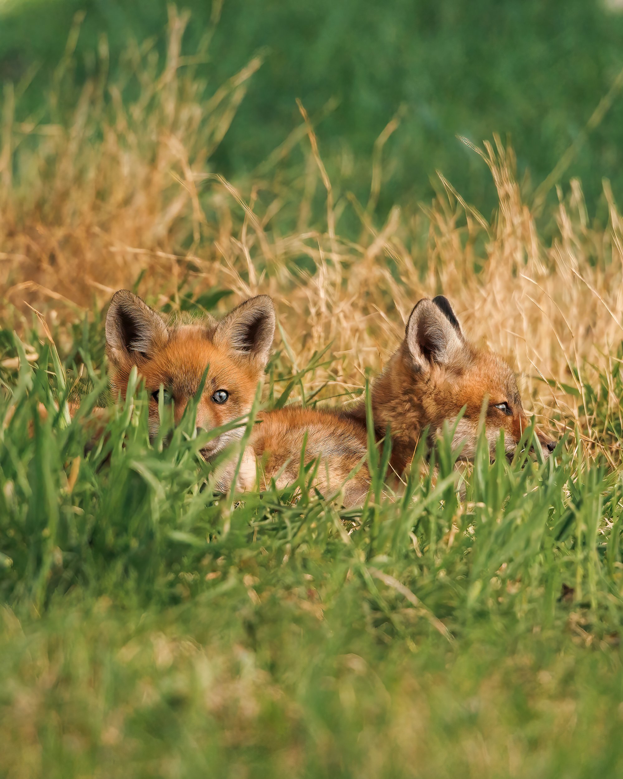 240429-814-©Jamie-Kennard-@catskilltracks-Fox-Kits-in-Grass2-SFW2.jpg