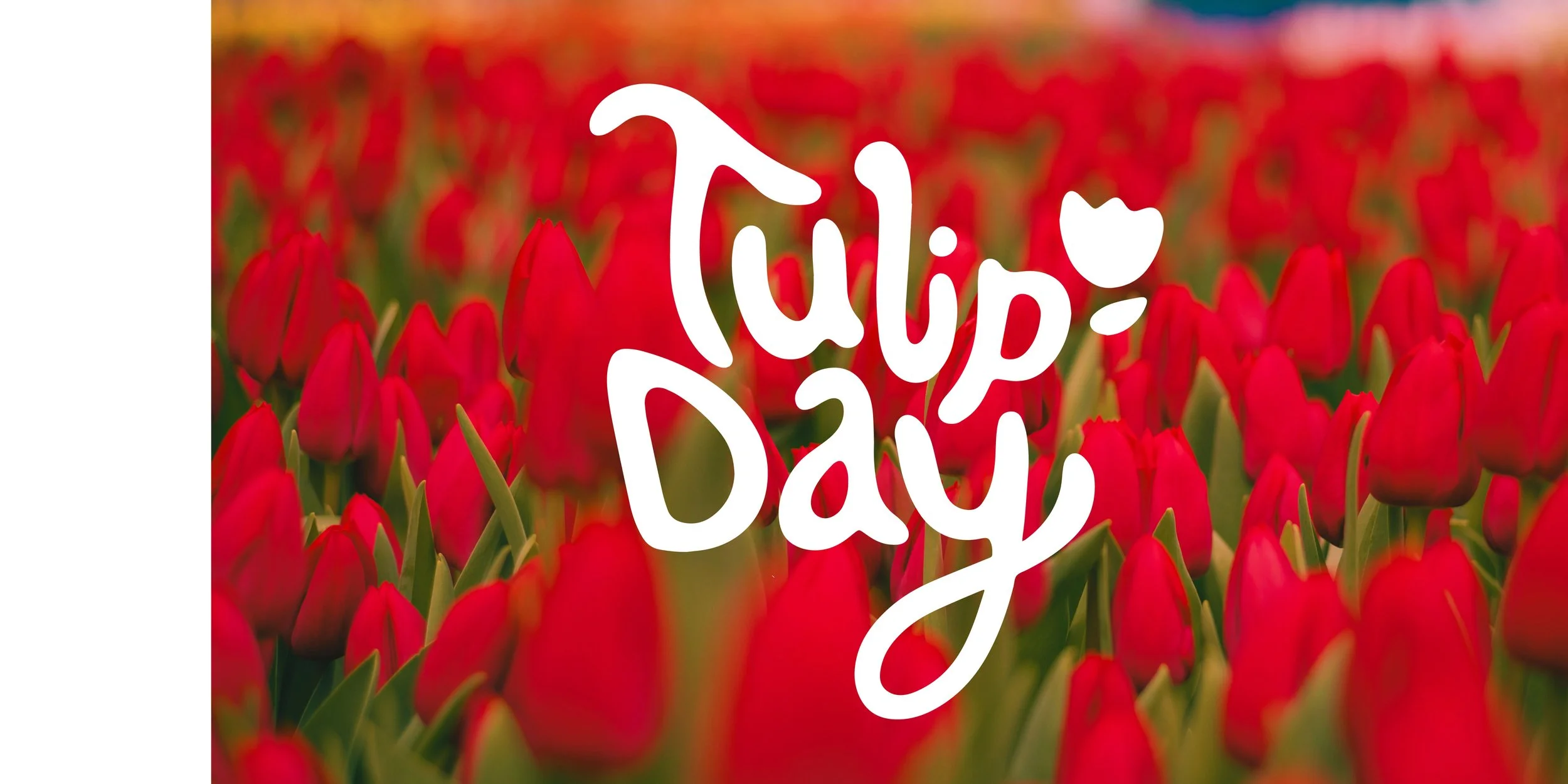 Tulip Day Washington D.C.