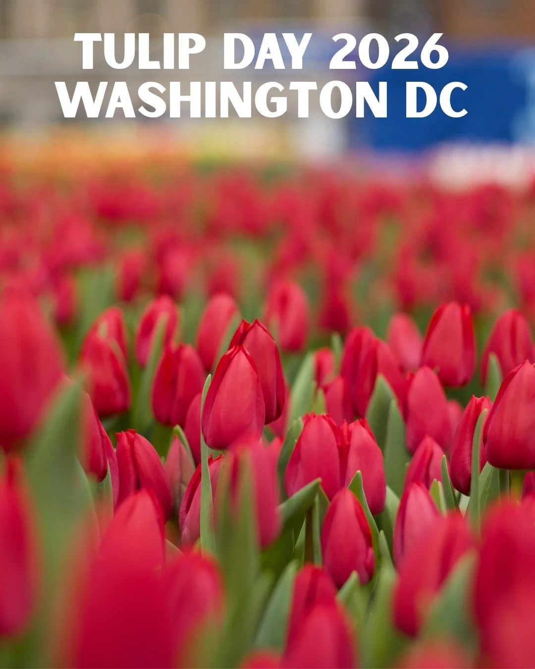Tulip Day 2026 🌷 will take place in Washington, D.C. to celebrate the 250th anniversary 🎉of the United States. We're proud that we produced the 2024 and 2025 editions in NYC!

AND! ⬇️ VIP

Because Tulip Day (New York) was born out of a partnership 