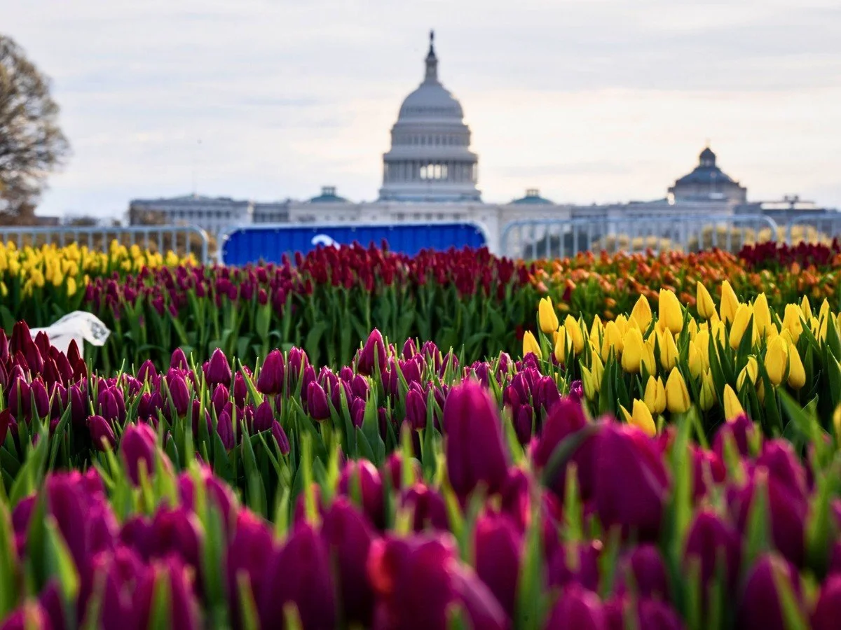 Tulip Day Washington D.C. – A Glorious Afternoon as 150,000 Tulips Take Over the National Mall