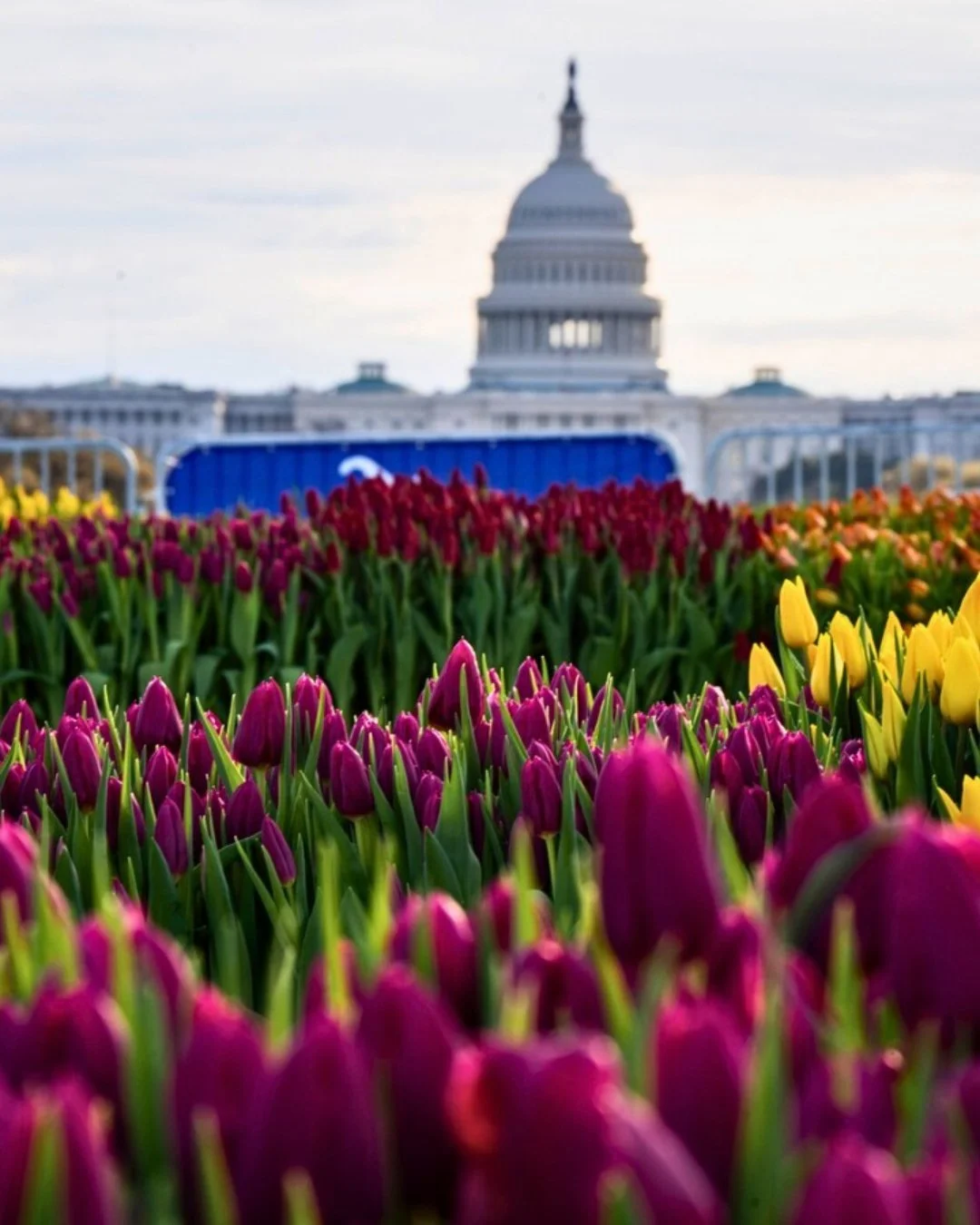 26 (yes 26!) NL Club members attended Tulip Day Washington D.C. this past weekend! Read more about how it went on our website. See link in bio.

#tulipdaydc #NYCEvents #NLClub #NLClubNYC #DutchInNYC #DutchInNewYork #NewYork #DutchCommunity #Netherlan