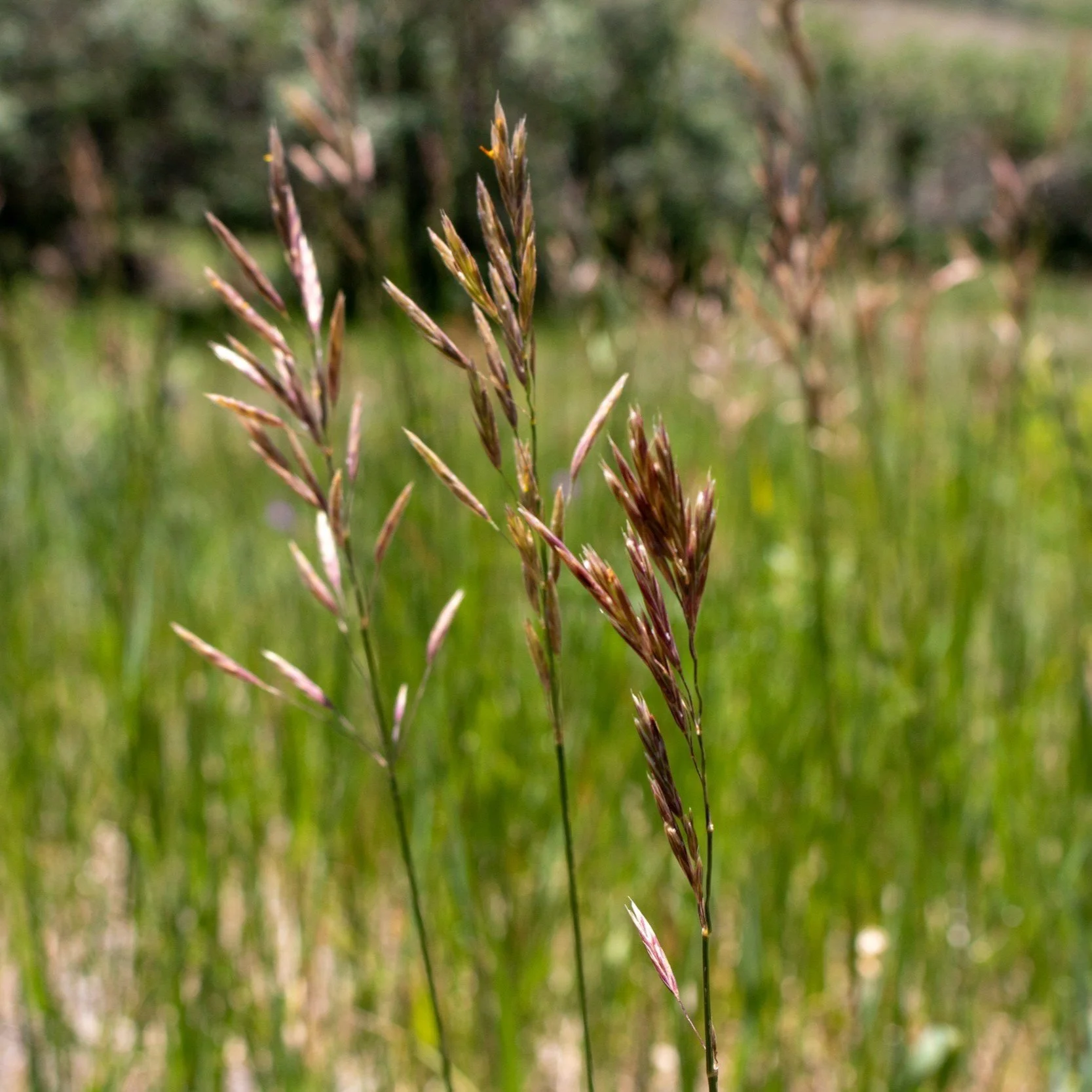 Sustainable Landscaping Practices