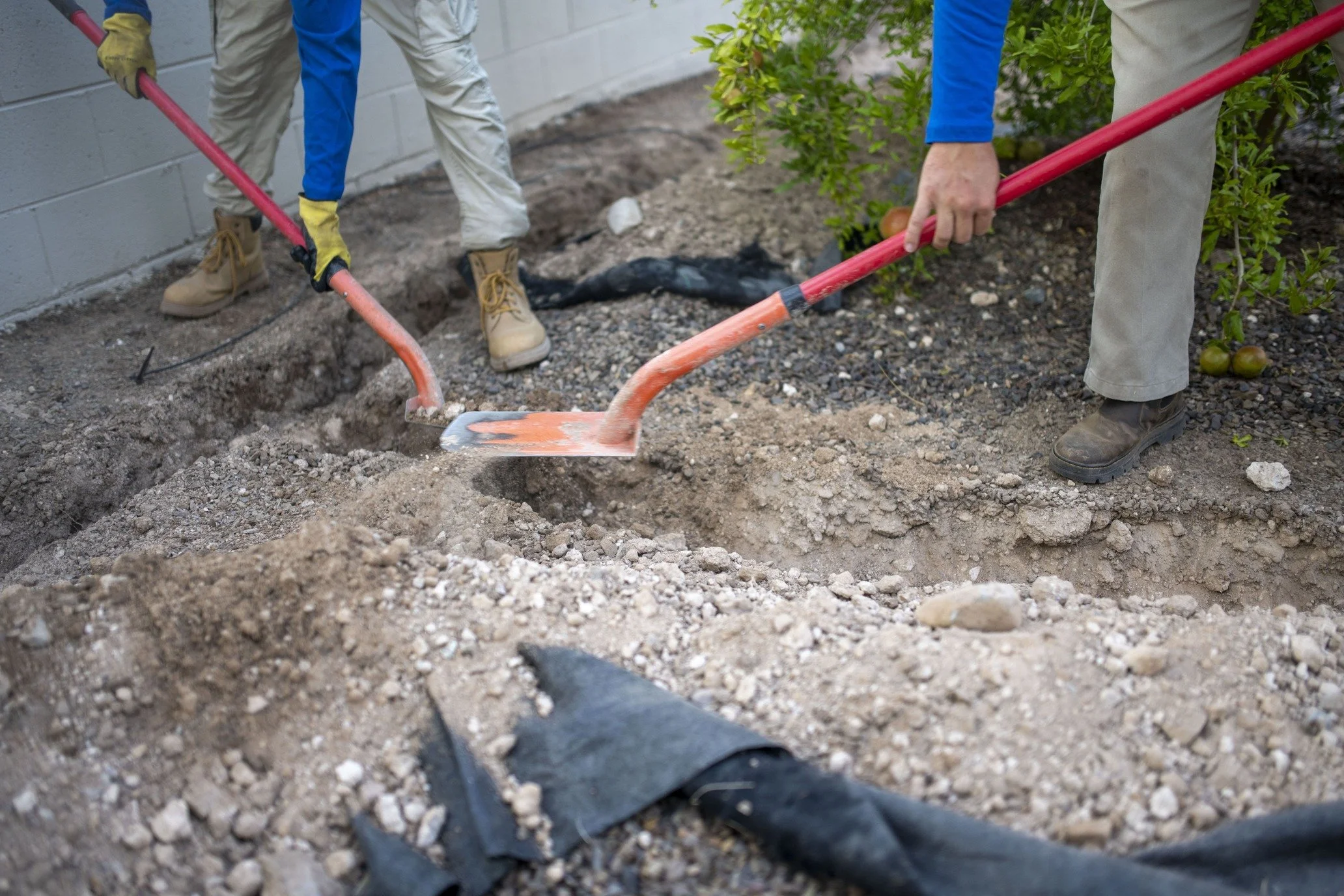 Two people working on outdoor landscaping with shovels, digging a trench near a brick wall and some bushes.