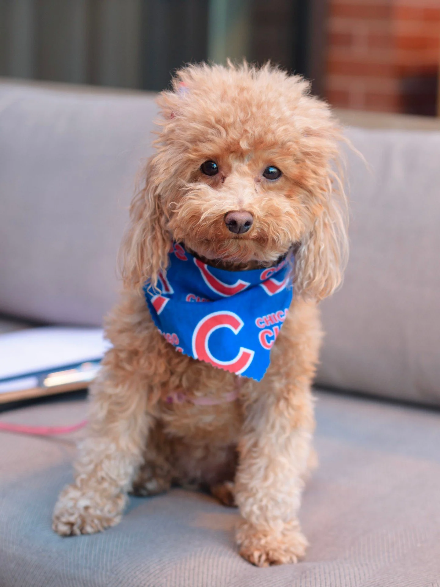 We've never met a VIP (Very Important Pup) we didn't love. Bring your fur baby to Yappy Hour at Alma!

From 4-6 p.m., enjoy $12 cocktails, $10 wine + bubbly, and $5 beers on the patio. See tomorrow 🐾