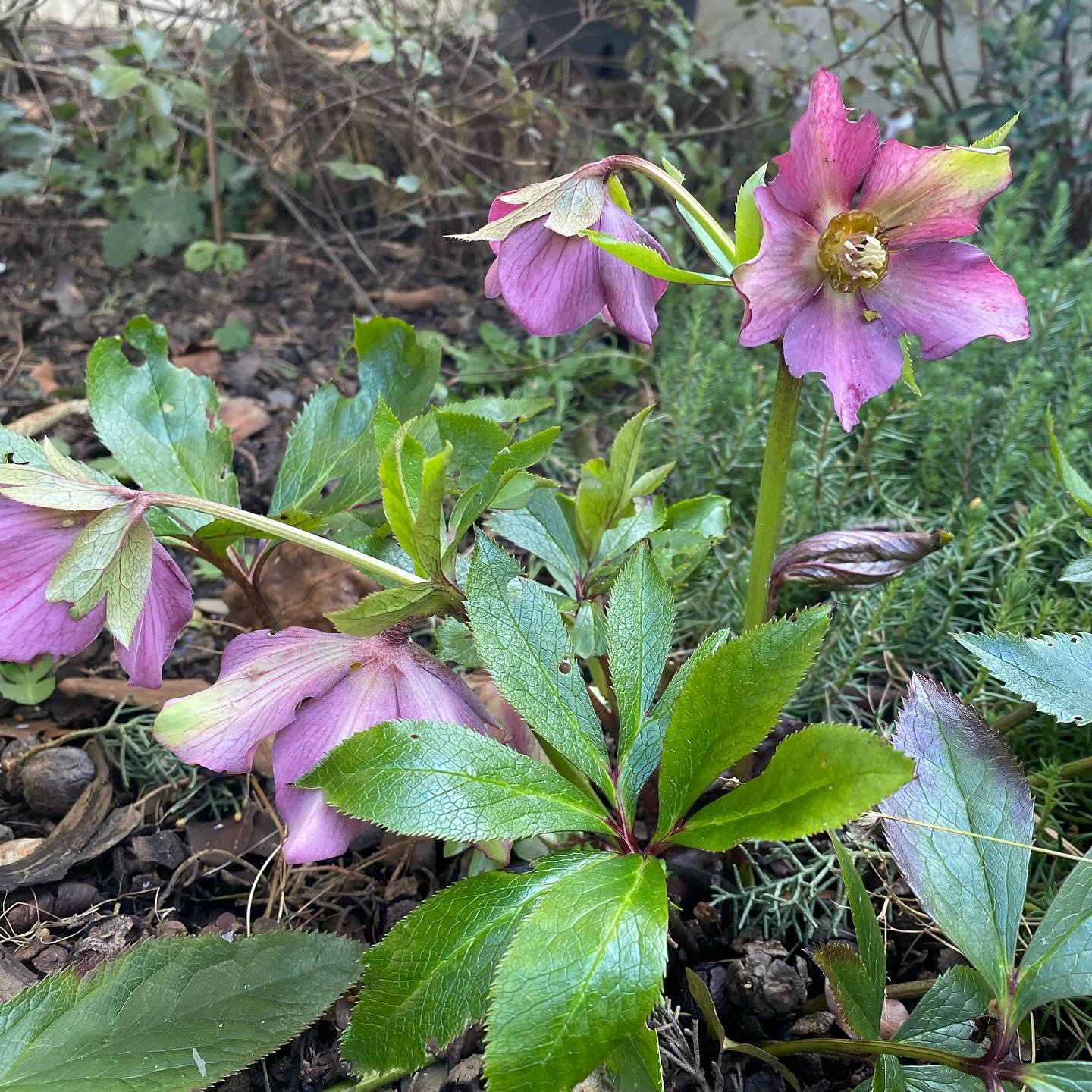 Rose d&rsquo;hiver de la Villa #entredeuxsaisons #green