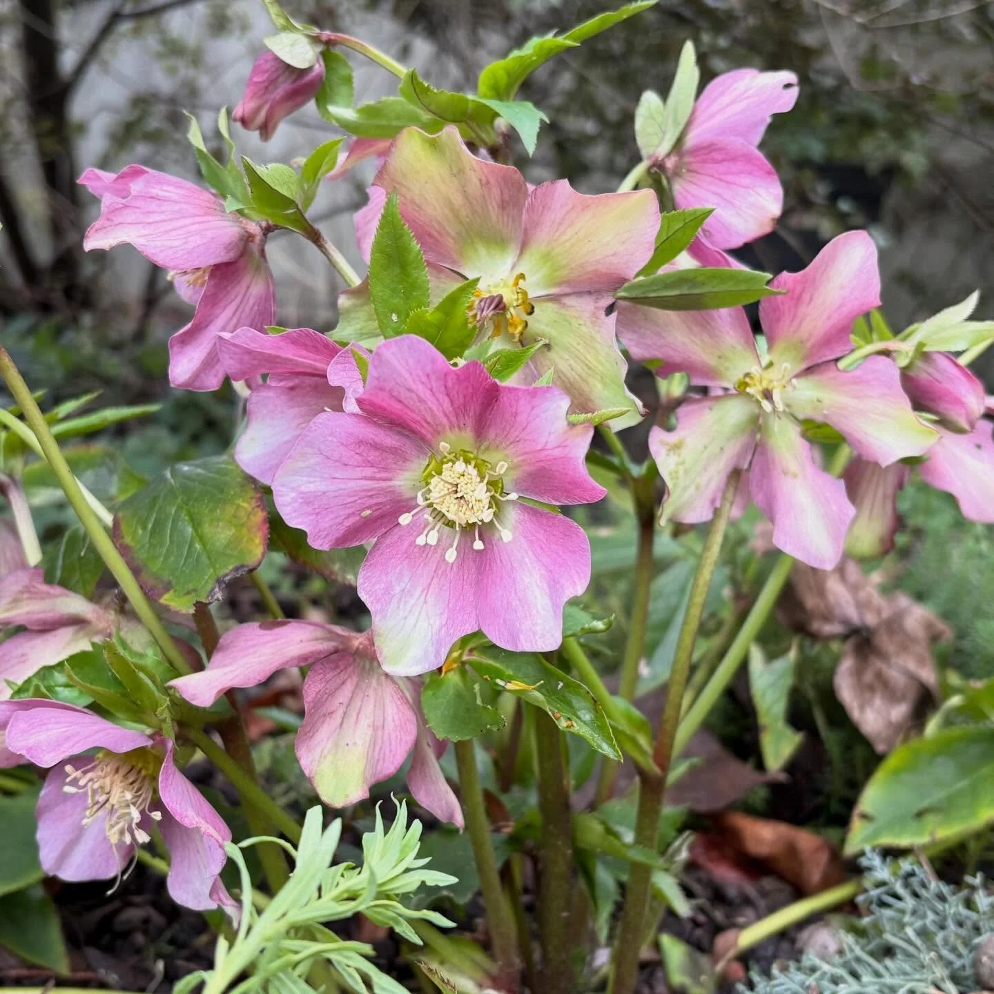 Joli rose &agrave; la Villa #rosesdhiver #pink