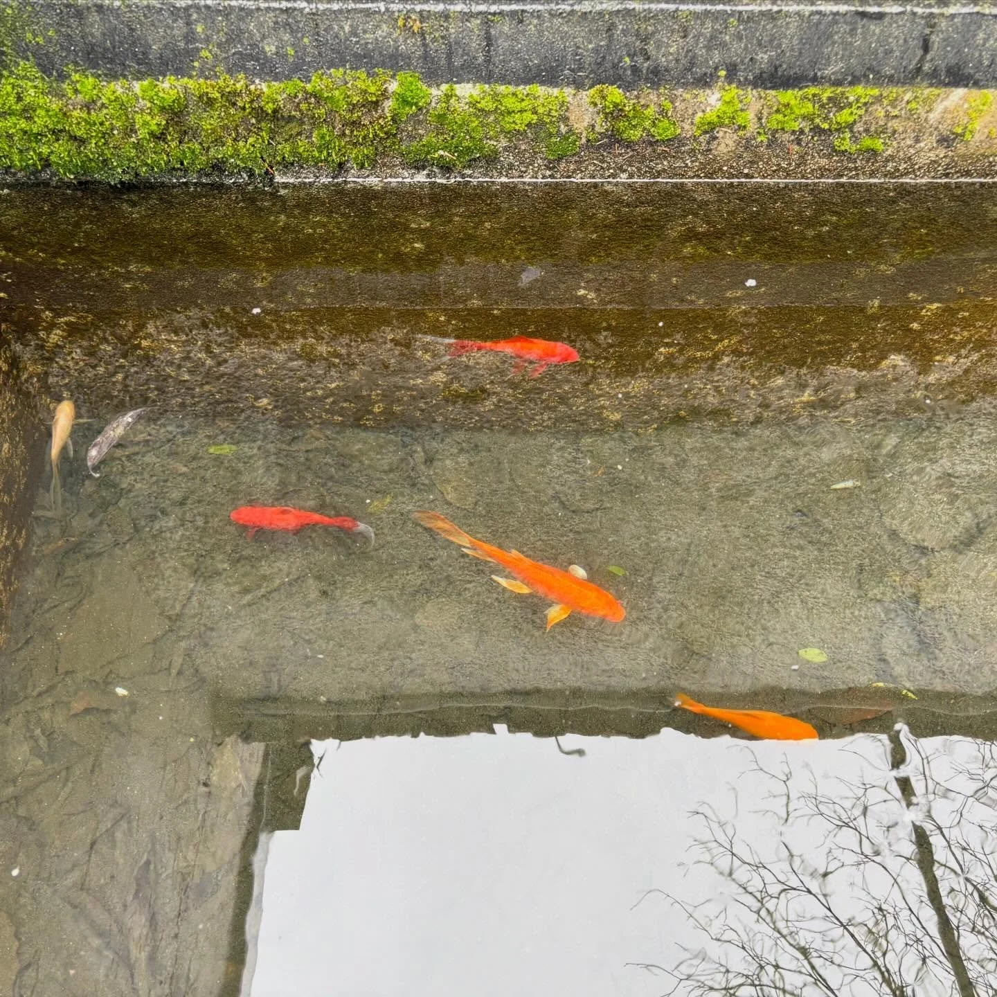 Orange, Corail, Glycine, Mandarine et Cl&eacute;mentine vous accueillent &agrave; la Villa #villa1736 #fishhumour