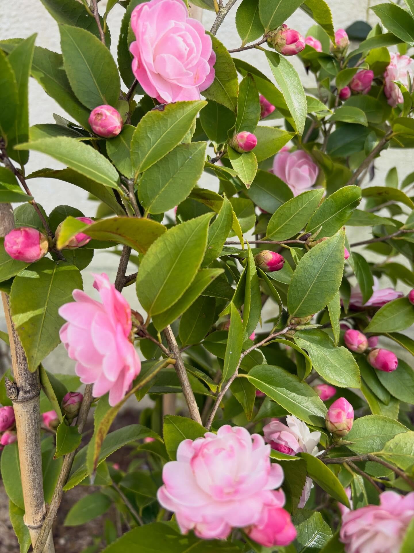 Le cam&eacute;lia de la Villa #greenisthenewblack #greengarden #pink