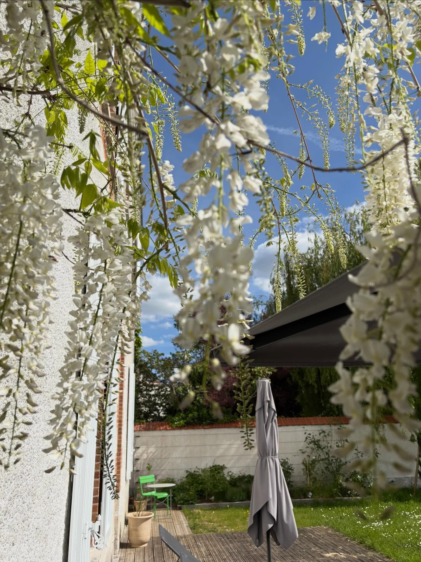 White Glycine at the Villa #sunnyday