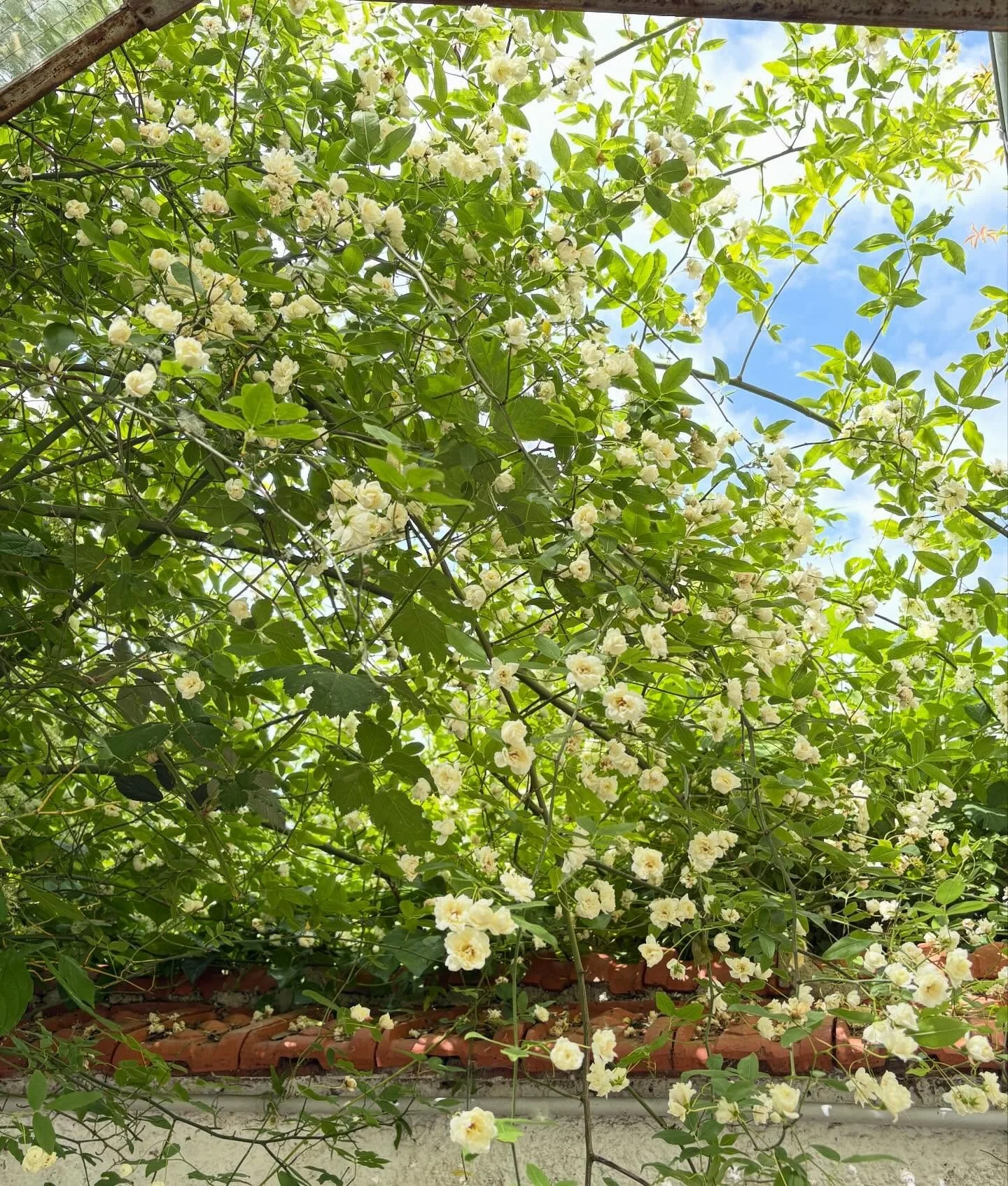 Rosier grimpant &agrave; la Villa #greenpower #white il grimpe partout ce Mister White ☀️#whiteseries