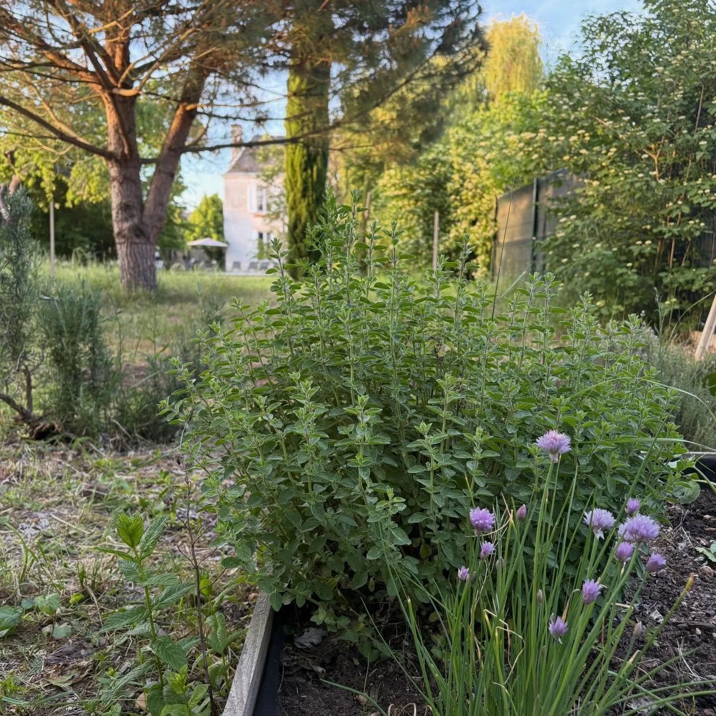 Le potager de la Villa #green #happygarden