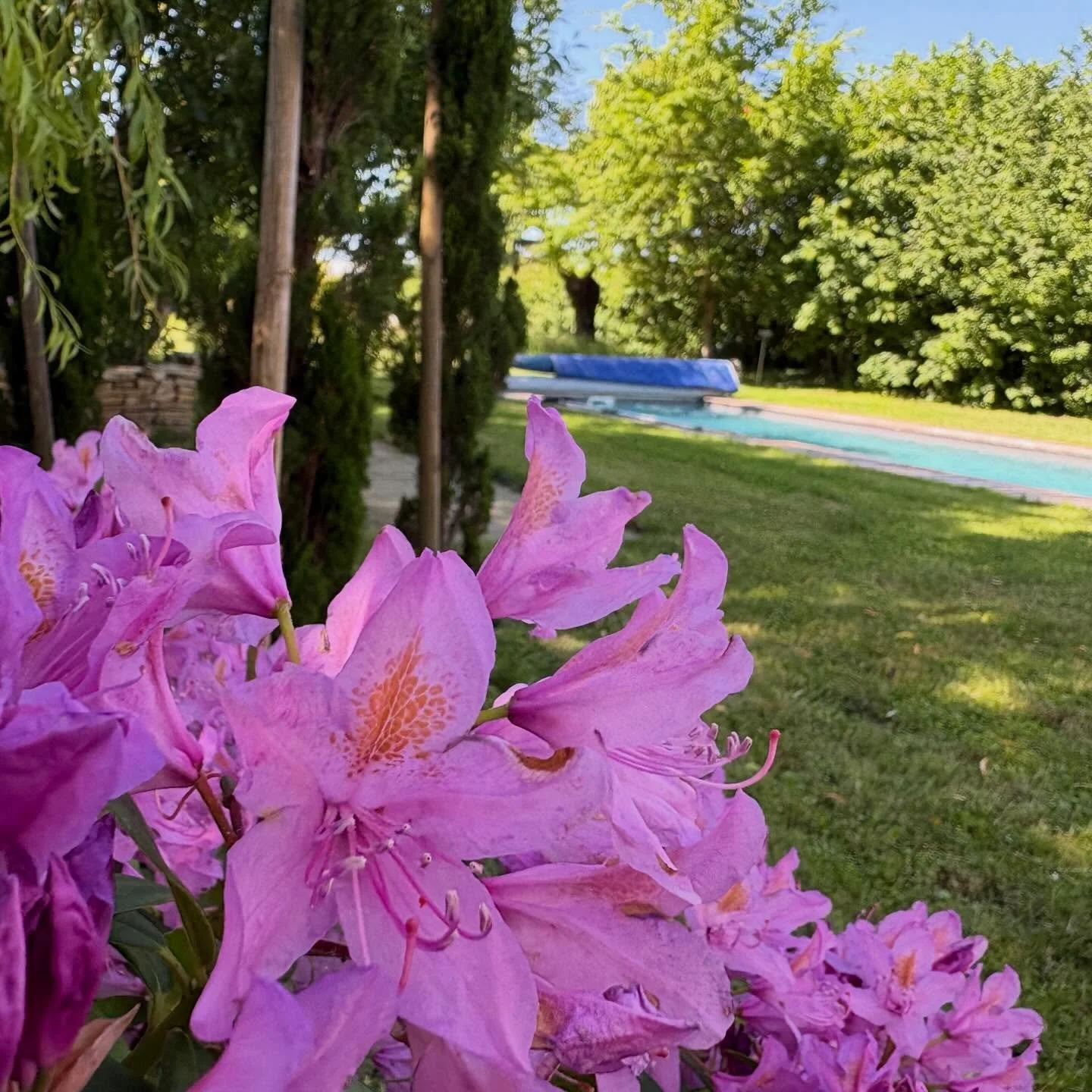 Purple day at the Villa #rhododendron #blueswimmingpool