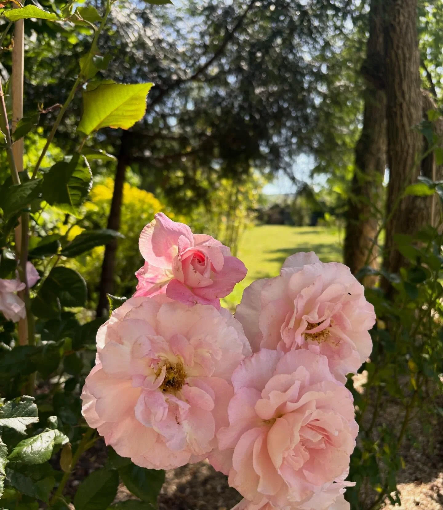 Jardin avec vue &agrave; la Villa #roses #pinkandgreen