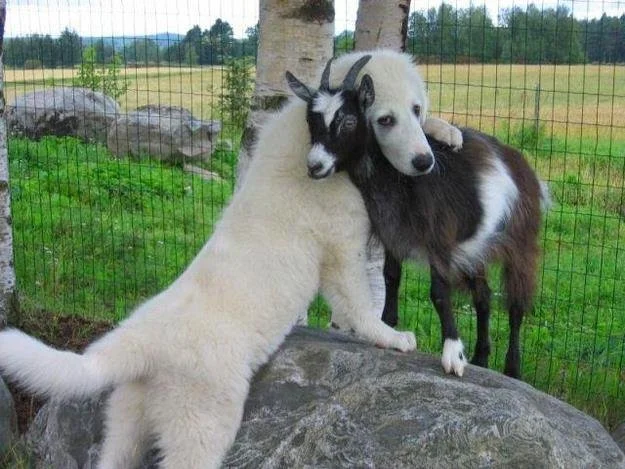 dog hugging goat.jpeg