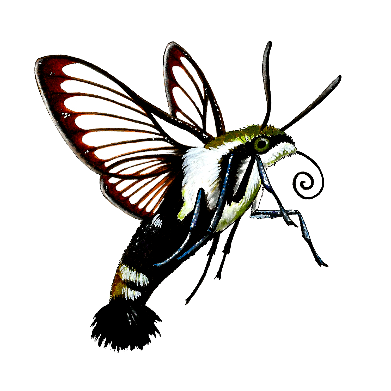 snowberry clearwing sticker.png