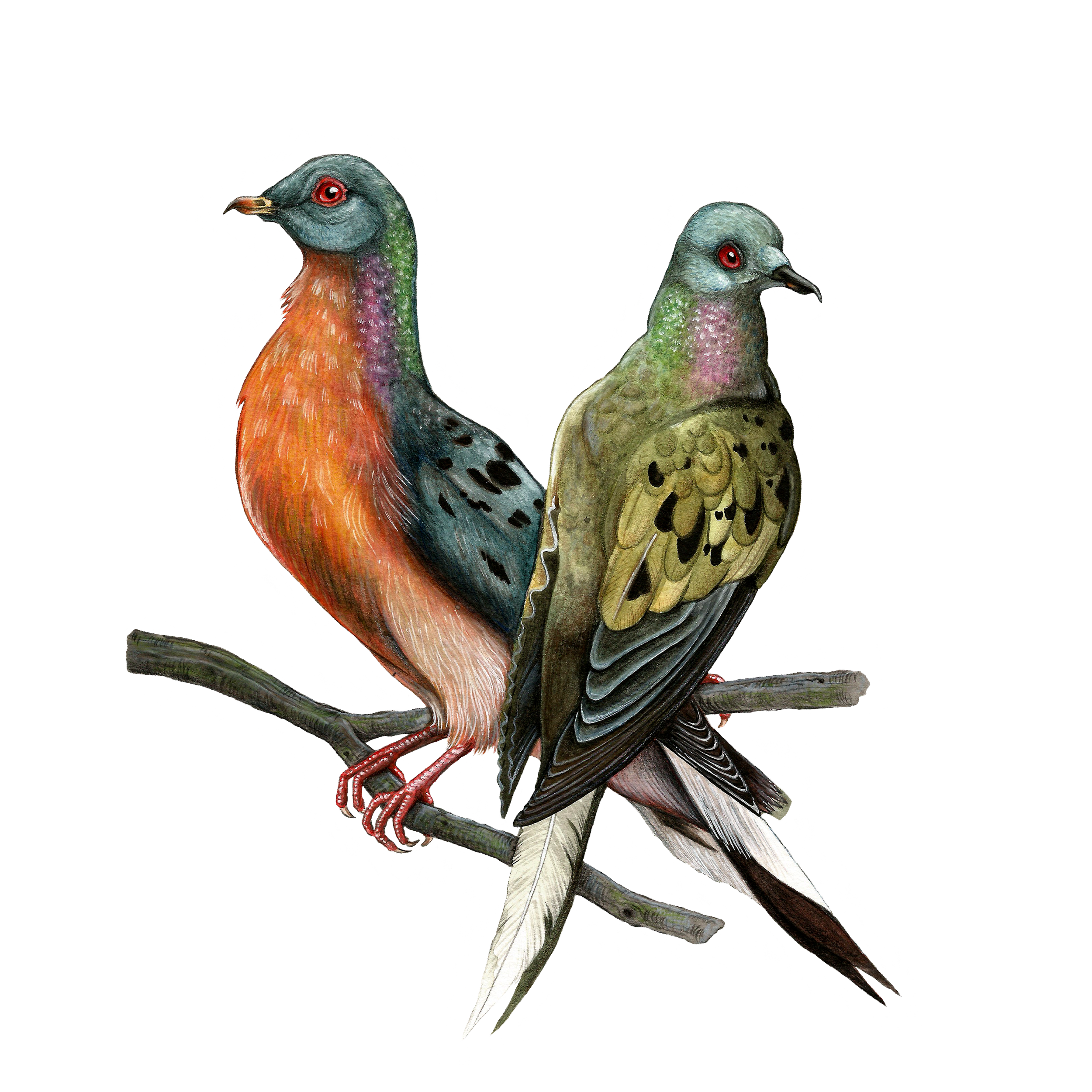 passenger pigeon sticker.png