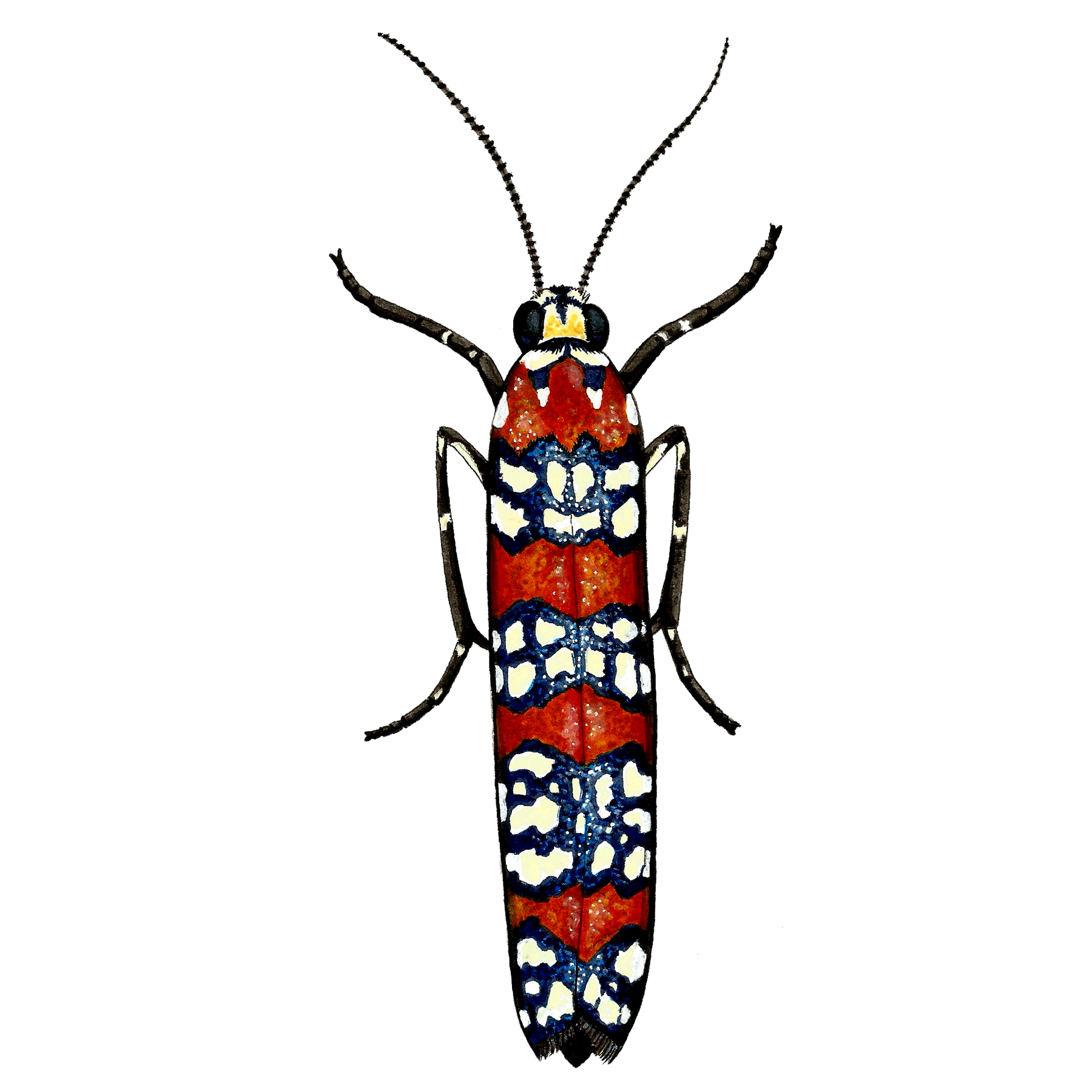 ailanthus webworm sticker.png