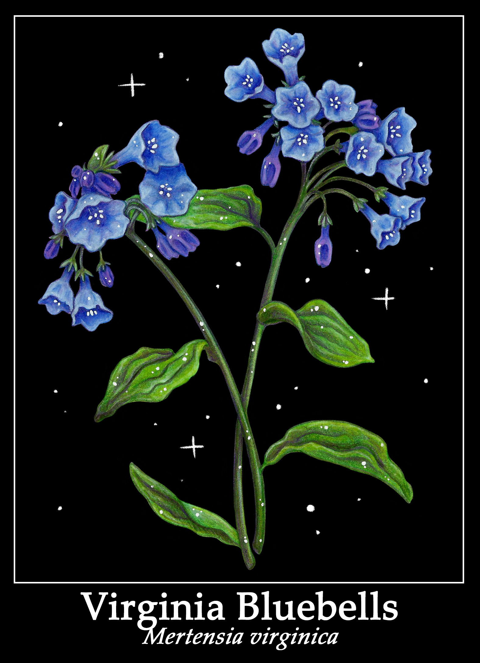bluebellsprint.png