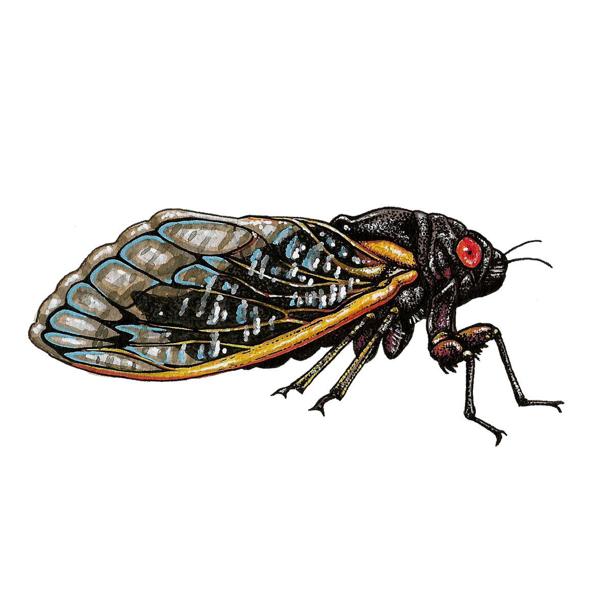 cicada sticker.png