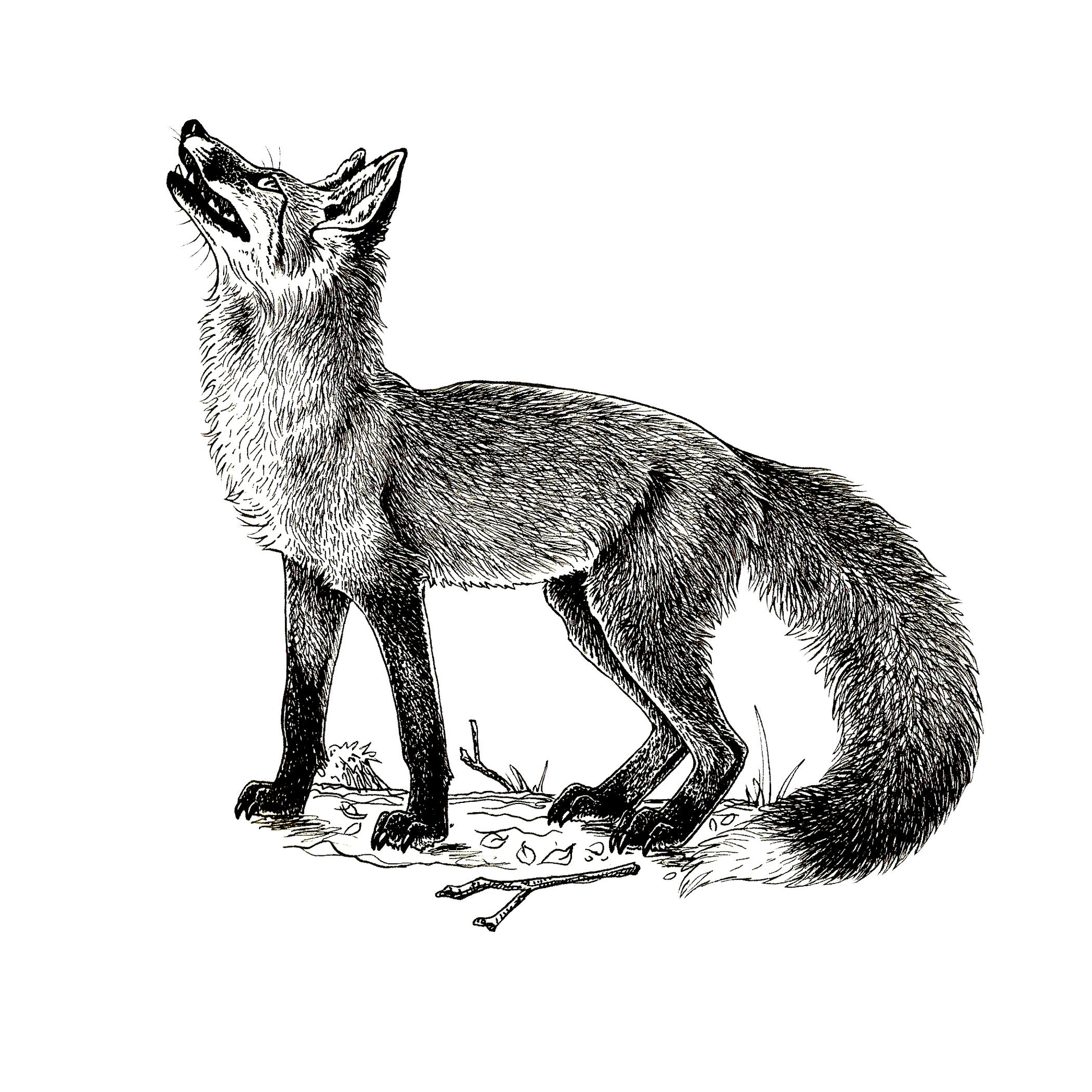fox sticker.png