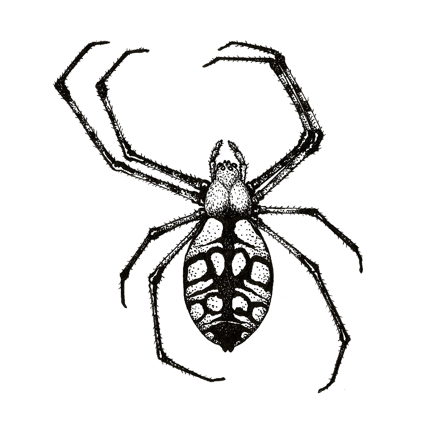 Garden Spider sticker.png